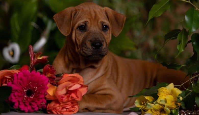 Young Thai Ridgeback dog lying beside the flowers