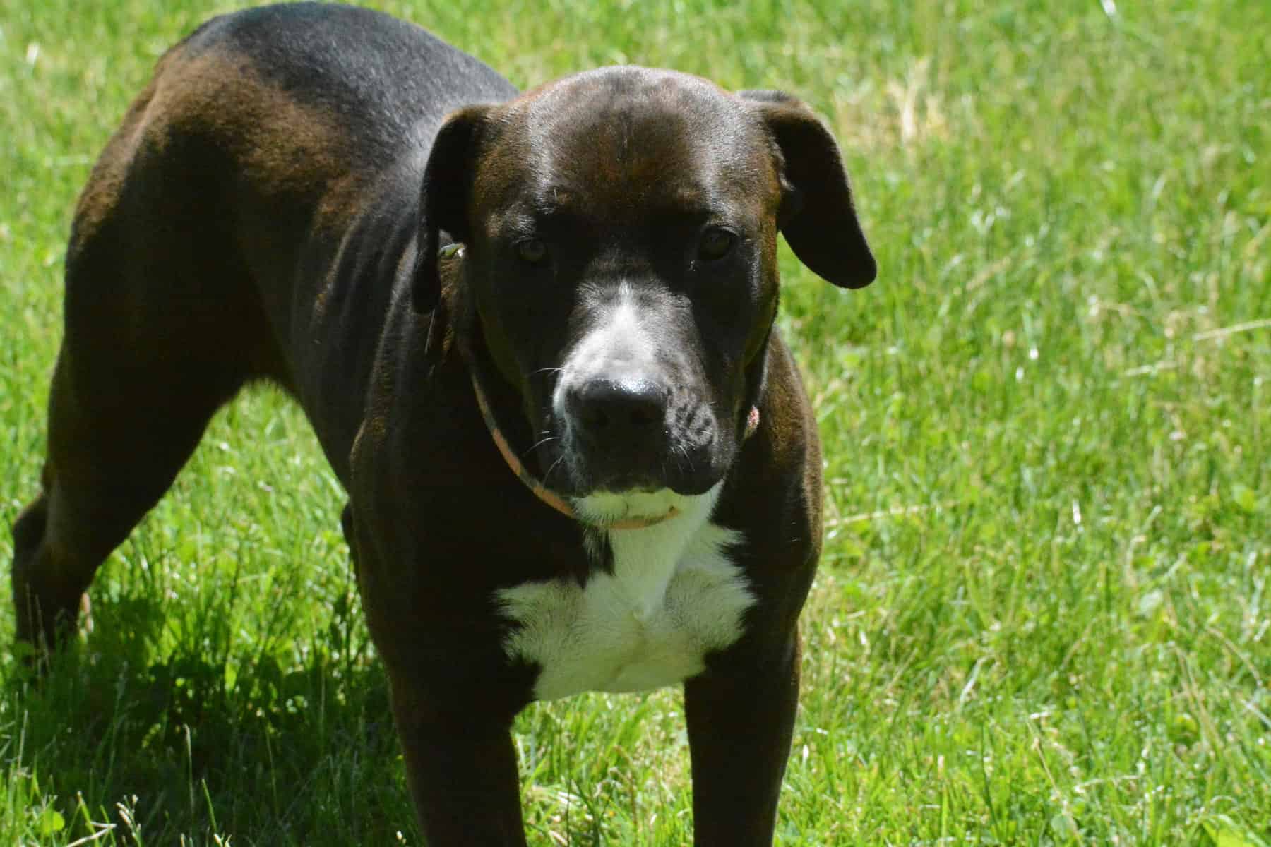 chocolate lab mixed with pitbull