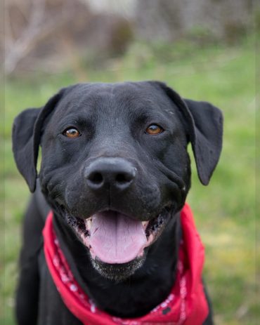 Black Pitbull Lab mix smiling