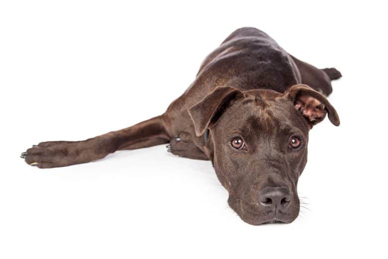 Labrador Pit Bull Mix laying down