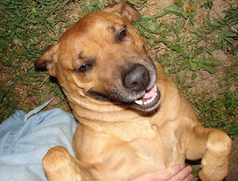 Labrador Pitbull Mix smiling