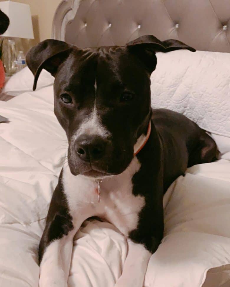 chocolate lab mixed with pitbull