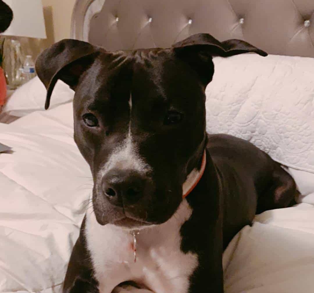 Pitbull Lab Mix All You Need to Know about Lab Pit Crossbreed K9 