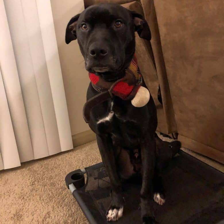 black lab pit puppy