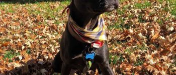 Black Labrabull outdoors