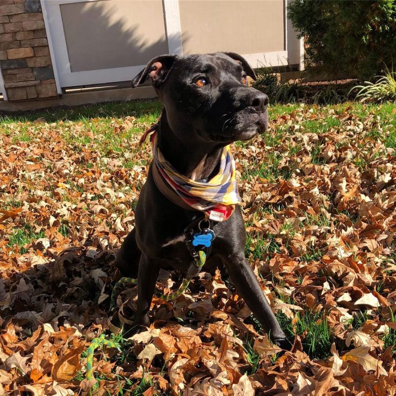 Black Labrabull outdoors