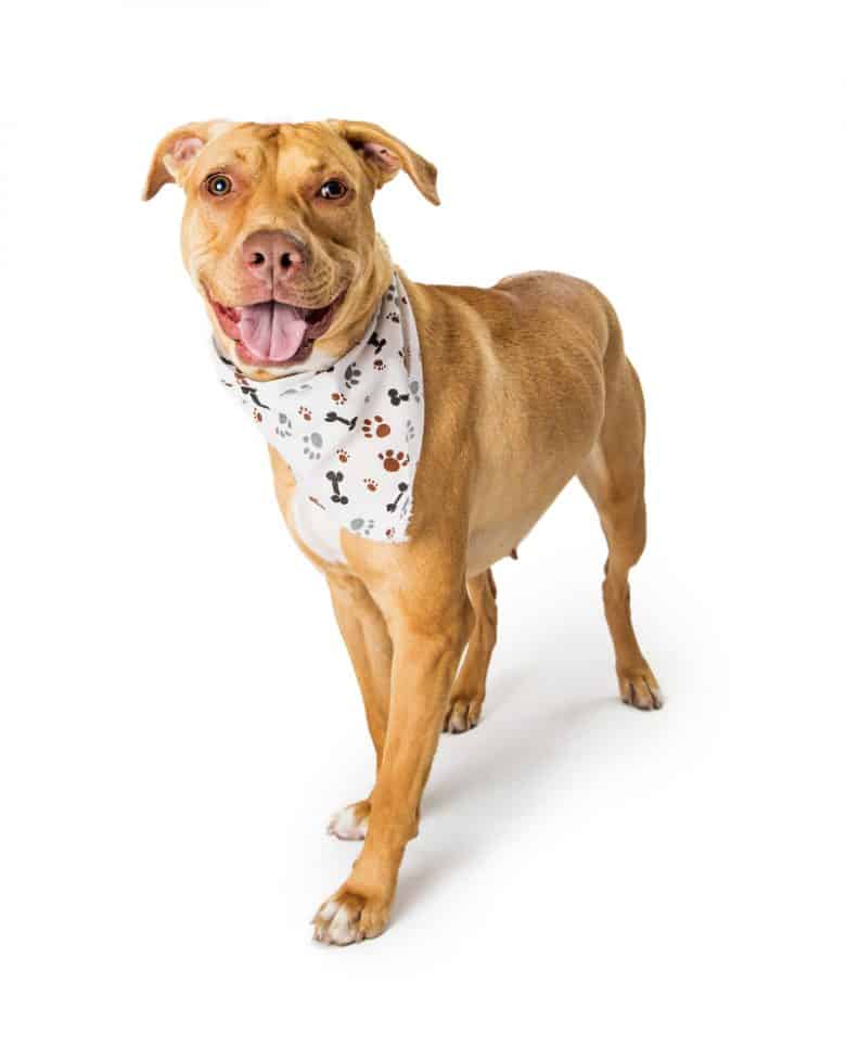 Pitbull Lab Mix All You Need to Know about Lab Pit Crossbreed K9 