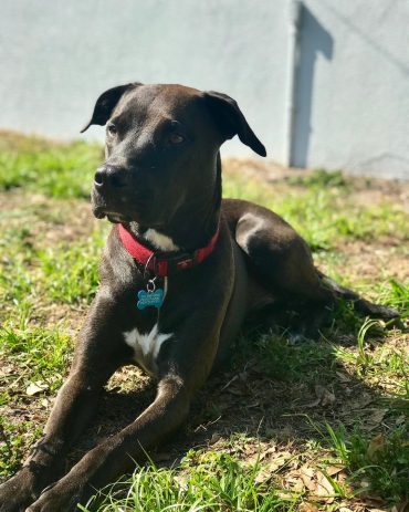 chocolate lab pitbull mix