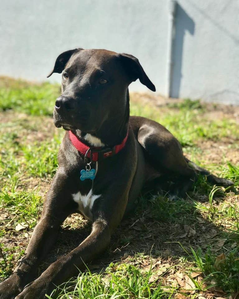 Pitbull Lab Mix All You Need to Know about Lab Pit Crossbreed K9 Web