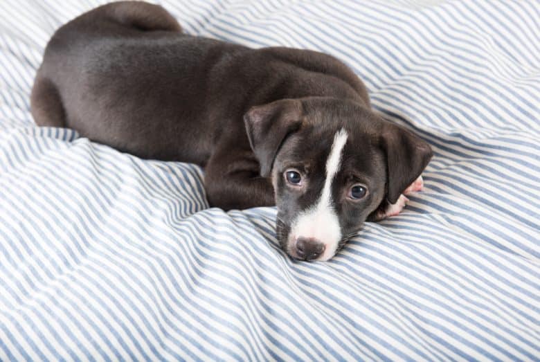 Pitbull Lab Mix puppy on a bed