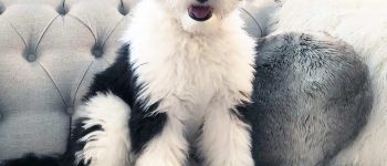Black and white Sheepadoodle on a couch