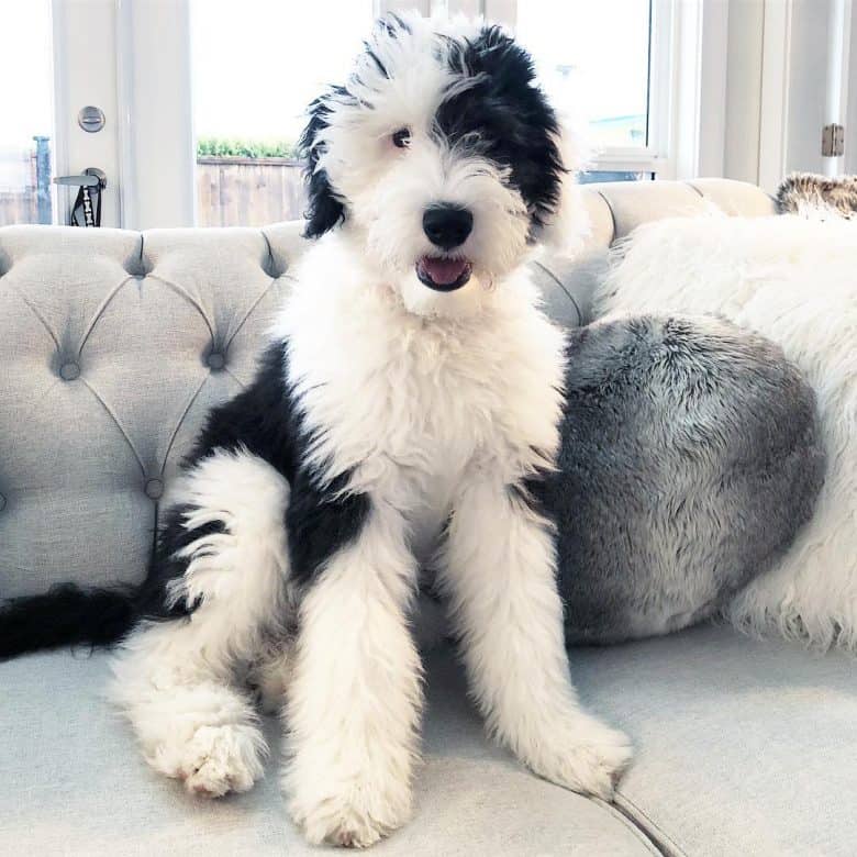 Black and white Sheepadoodle on a couch