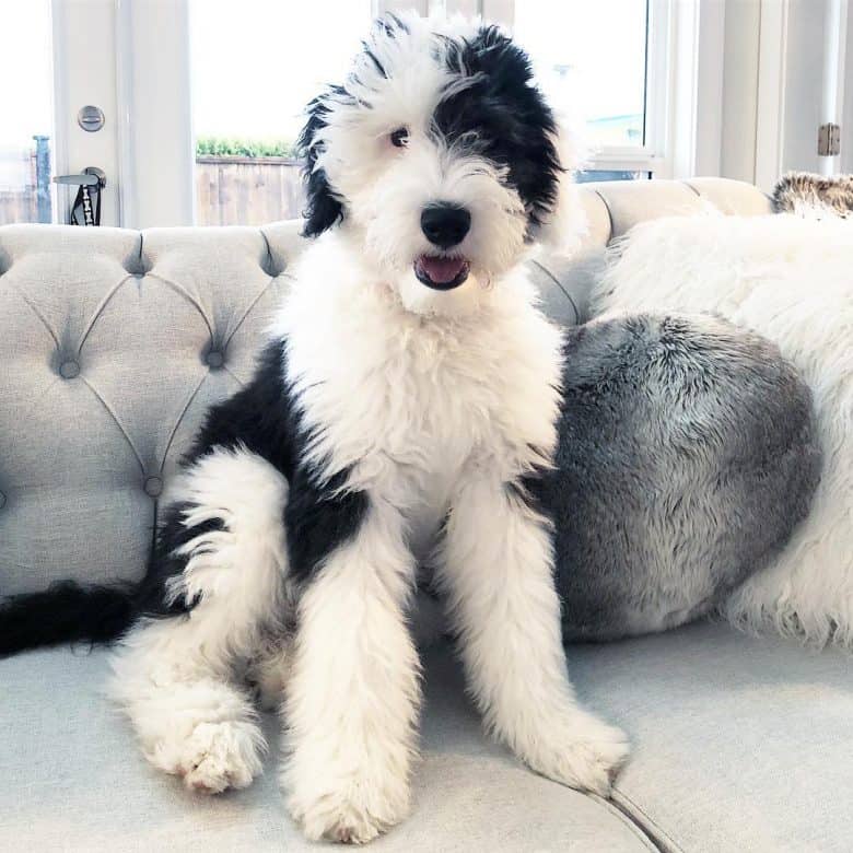 white and grey sheepdog