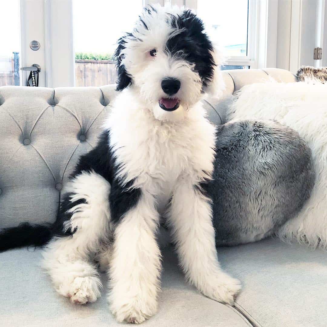 sheepadoodle dog