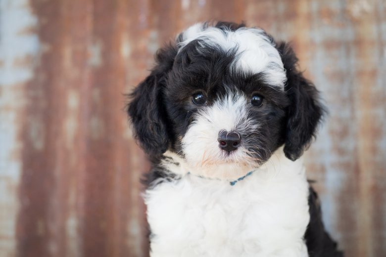 Black and white Sheepadoodle puppy