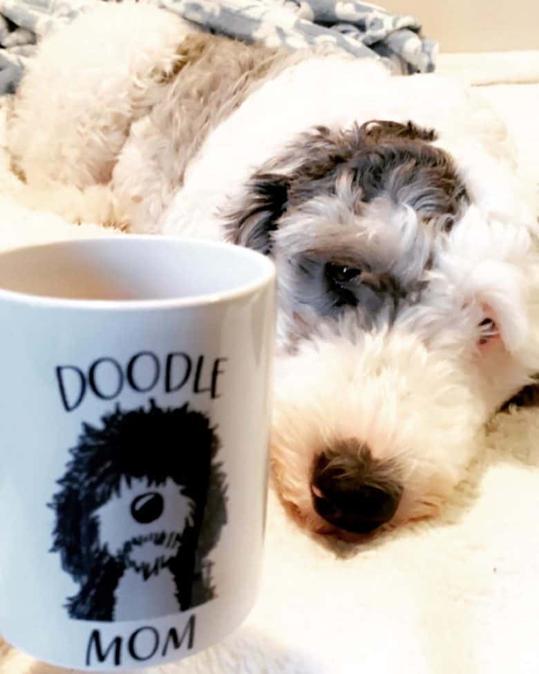 Sheepadoodle staring at a mug