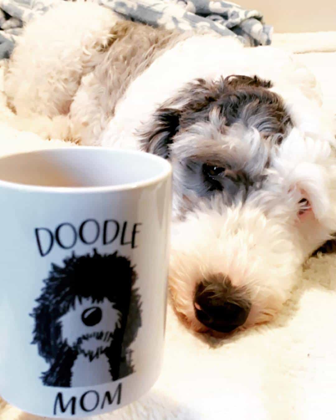 Sheepadoodle: Guide to Owning a Sheepdog Poodle Mix (Sheepapoo) - K9 Web