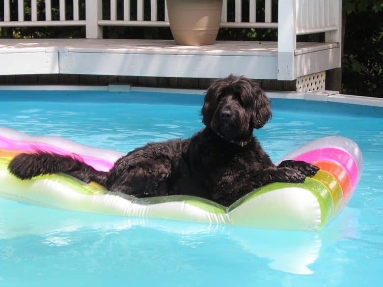 Black Sheepadoodle on a pool raft