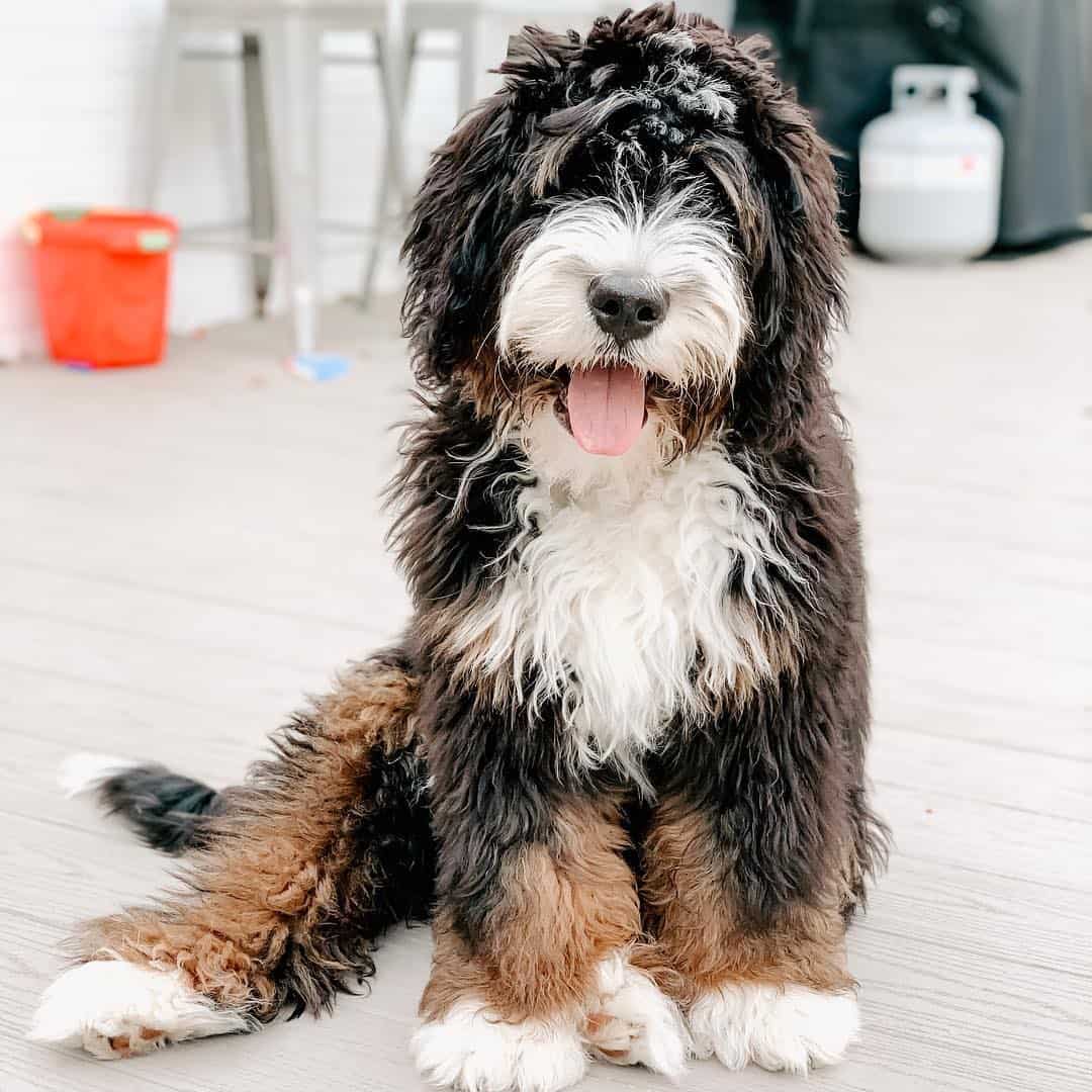 poodle and english sheepdog