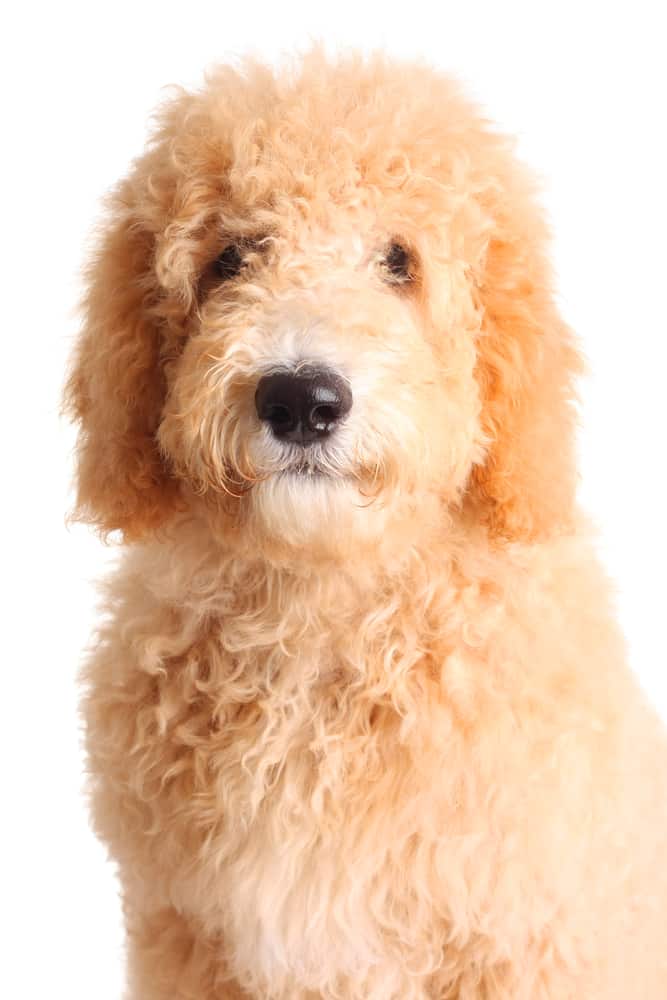 Goldendoodle