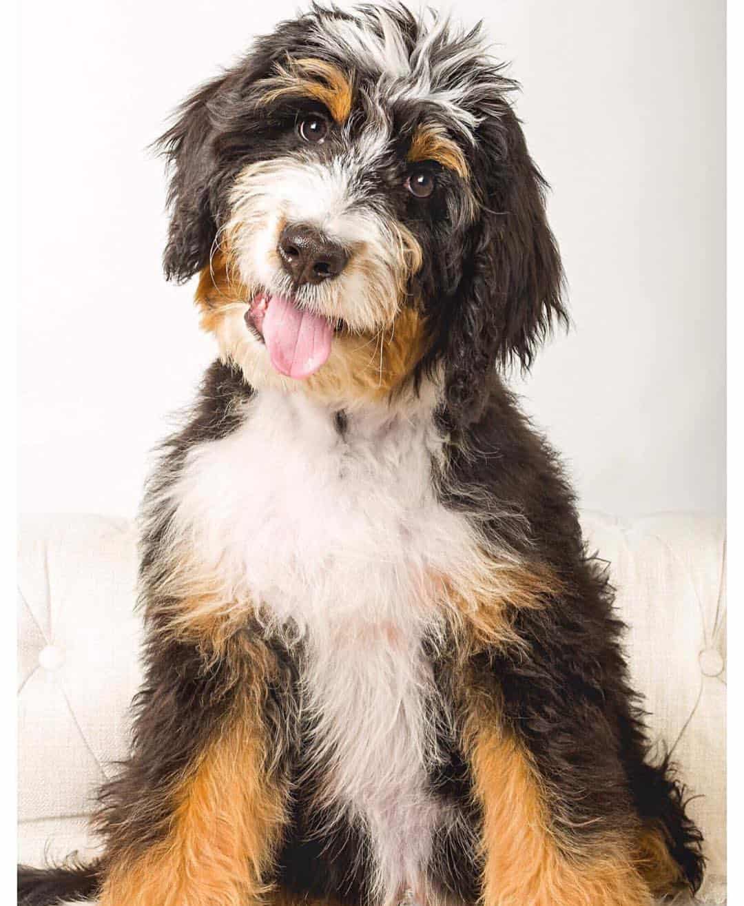 Black Shepadoodle at 17 weeks