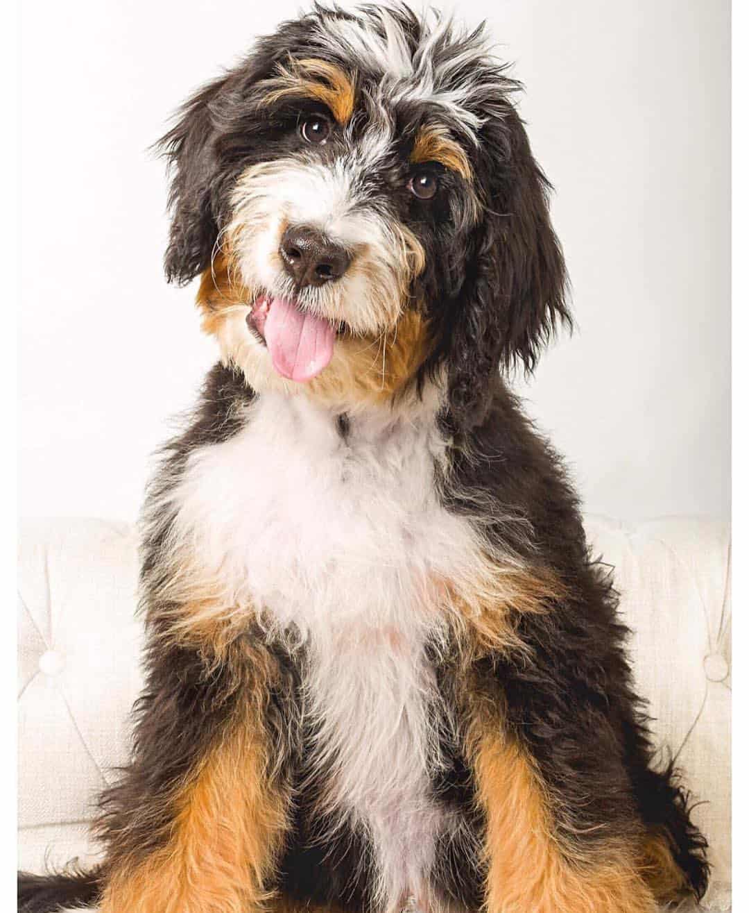 sheepadoodle dog