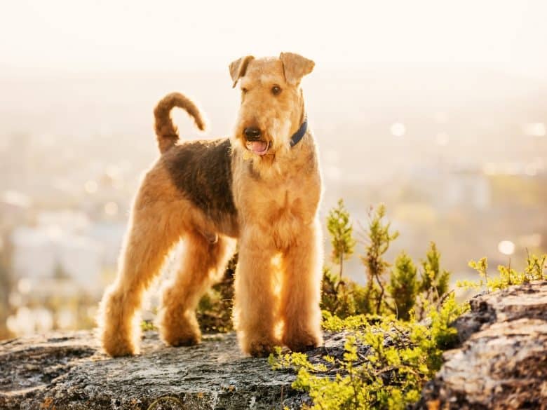 A purebred Airedale Terrier dog standing on a rock