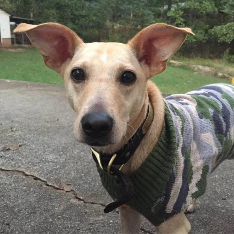 A sweet Kemmer Cur dog wearing a sweater