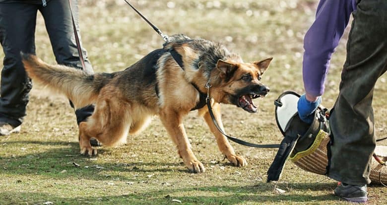 Aggressive dog in a training session