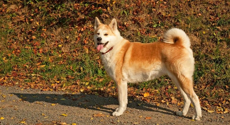 Akita dog walking in an autumn park