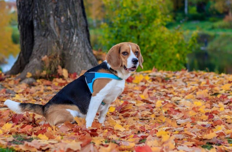 A sitting Beagle dog enjoying the outdoors during a fall season