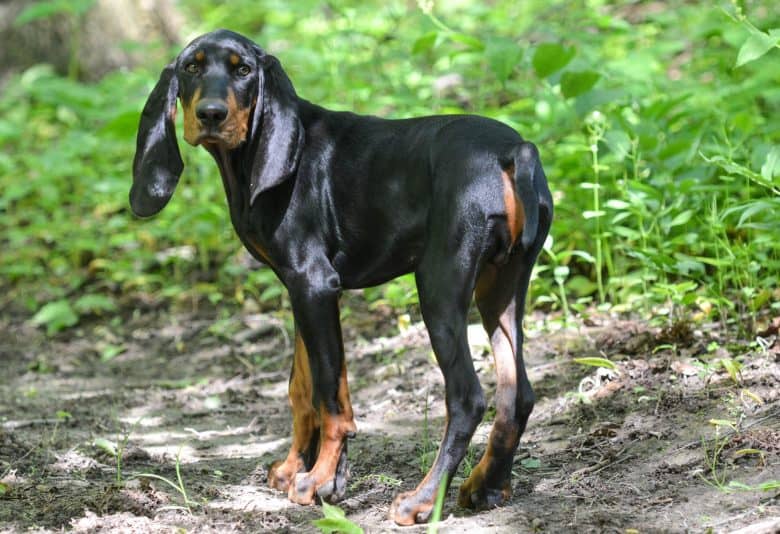 A Black and Tan Coonhound dog looking back from walking