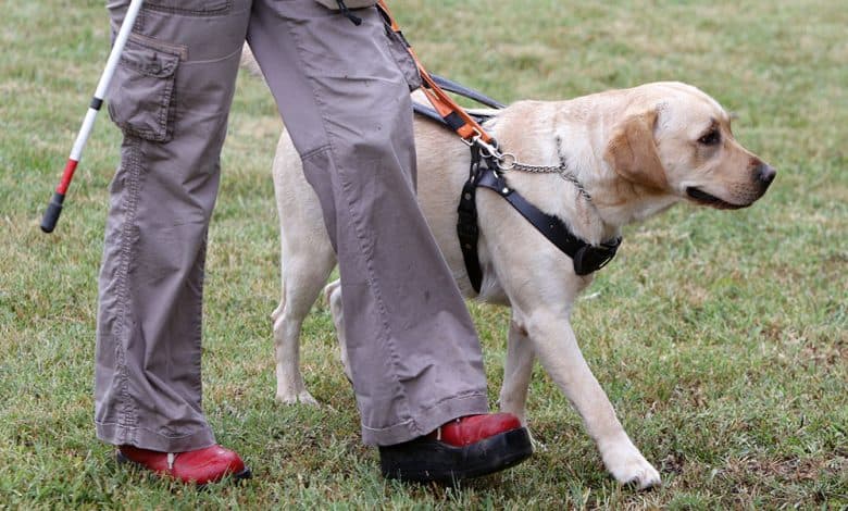 Blind person walking with a guide dog