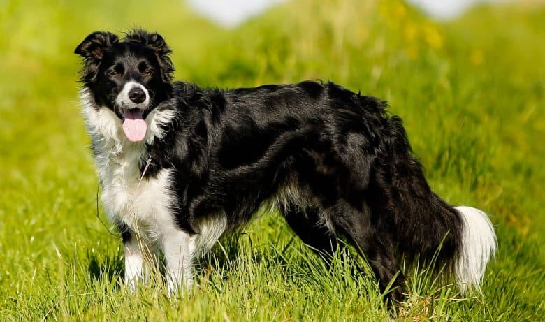 A happy Border Collie dog standing on a grass field