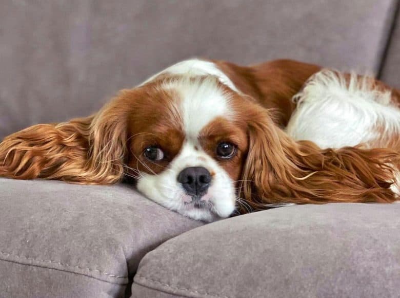 Bored Cavalier King Charles Spaniel dog lying on the couch