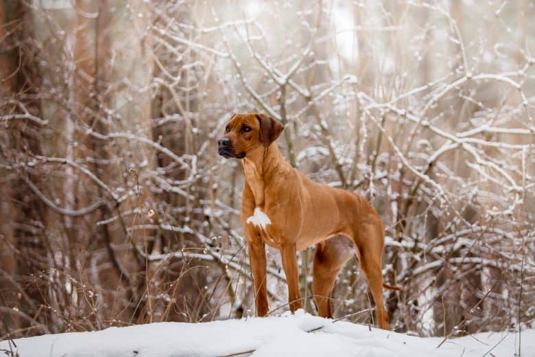 A magnificent Treeing Tennessee Brindle dog standing on snow