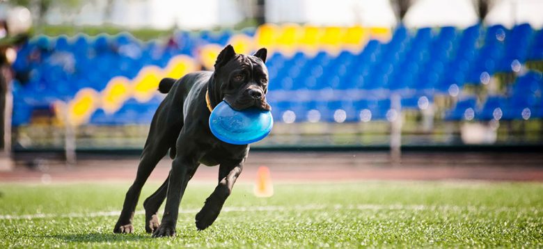 Cane Corso dog retrieving the flying disc toy