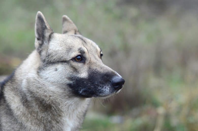 A charming gray West Siberian Laika dog half body portrait