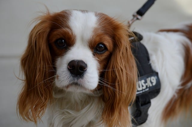 show quality cavalier king charles spaniel