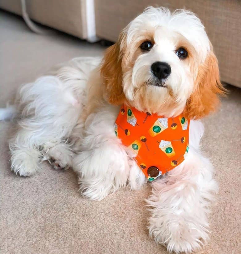 Cavalier King Charles Spaniel and Bichon Frise mix dog portrait