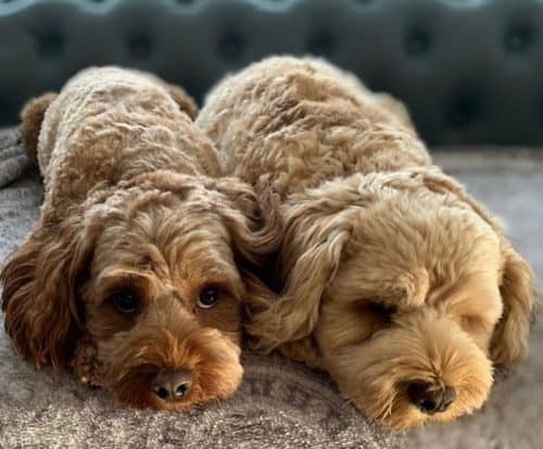 Cavalier King Charles Spaniel: What you need to know - K9 Web