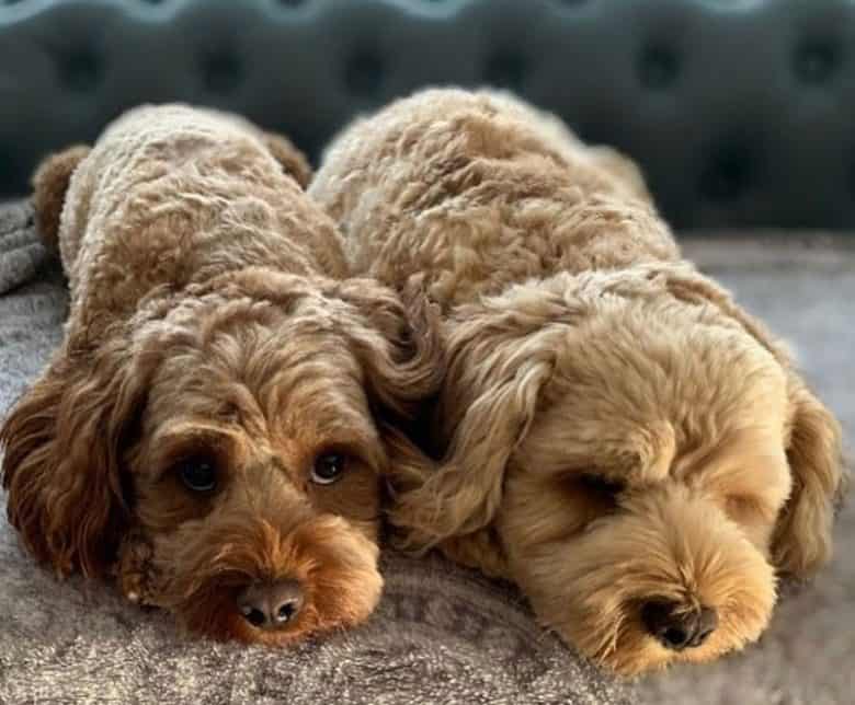Two Cavalier King Charles Spaniel and Poodle mix dog puppies
