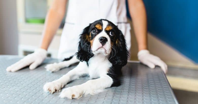 Cavalier King Charles Spaniel dog at veterinary clinic