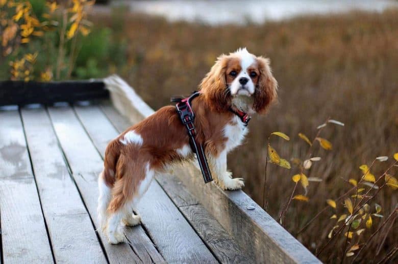 Cavalier King Charles Spaniel dog chillin at the park