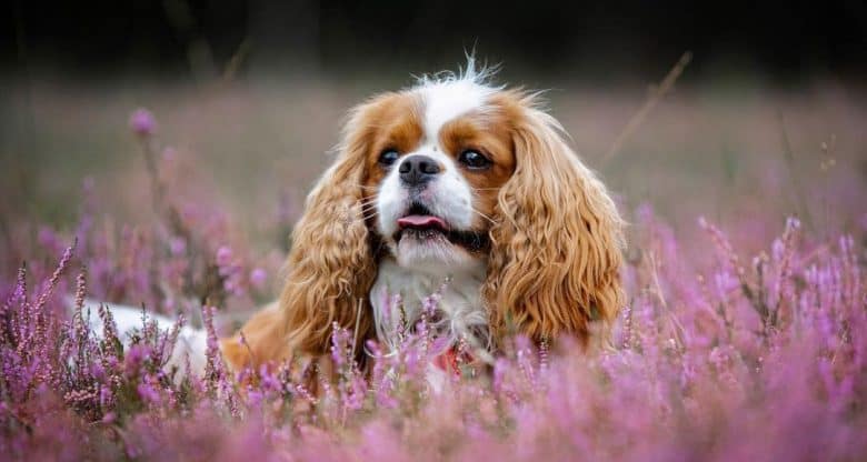 Cavalier King Charles Spaniel dog in a flower garden