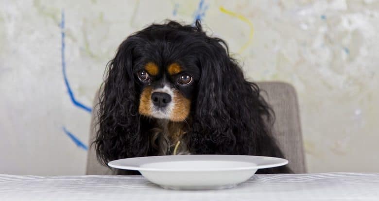 Cavalier King Charles Spaniel dog waiting for food