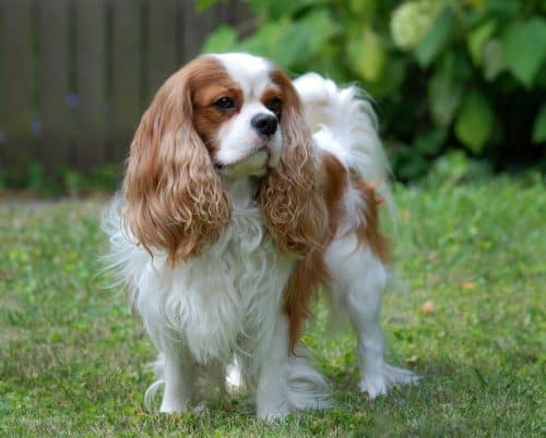 Cavalier King Charles Spaniel: What You Need to Know - K9 Web