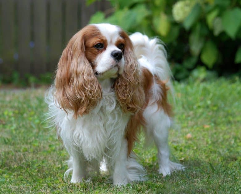 Cavalier King Charles Spaniel dog posing outside