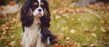Cavalier King Charles Spaniel dog relaxing outdoor in autumn season