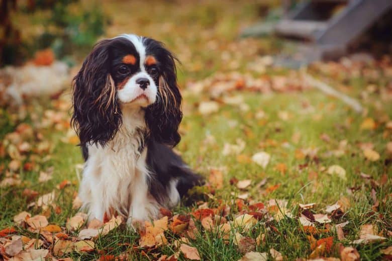 Cavalier King Charles Spaniel dog relaxing outdoor in autumn season